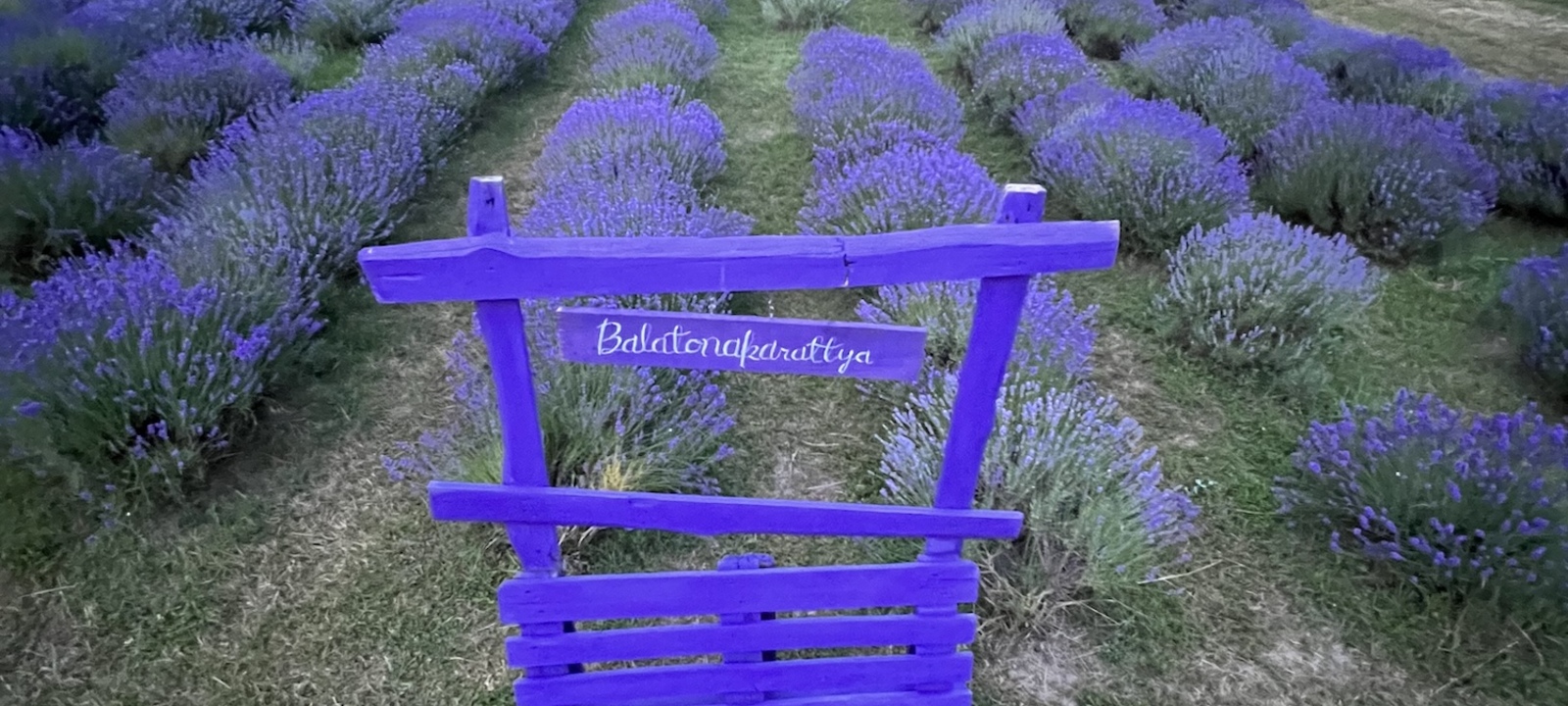 Levendulamező Balatonakarattyán, előtérben lila fa kút dekorációval.