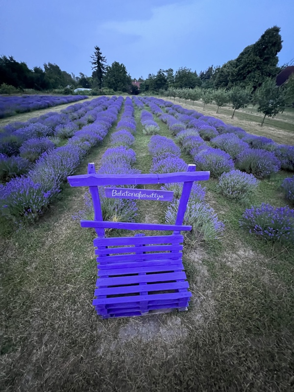 Levendulamező Balatonakarattyán, előtérben lila fa kút dekorációval.